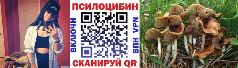 дарнет шоп  Пучеж  Псилоцибиновые грибы Psilocybine cubensis 